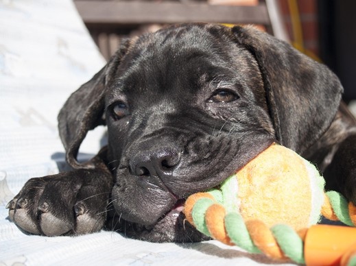 chiot 